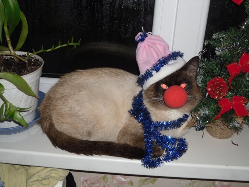 Сиамский Сёма